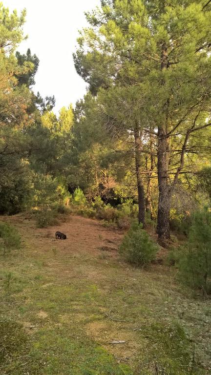 Gite Du Puy Saint-Fortunat-sur-Eyrieux Eksteriør bilde